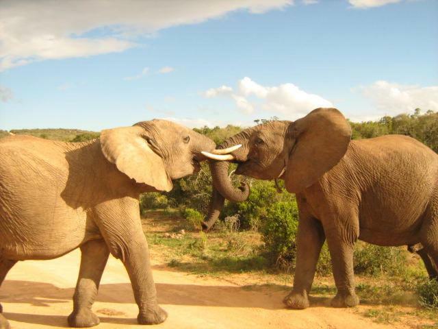 Addo Gateway Lodge Colchester Ngoại thất bức ảnh